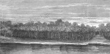 A Palm Grove in the Tierra Caliente; An Ascent of the Cofre de Perote, Mexico 1875. Creator: Unknown