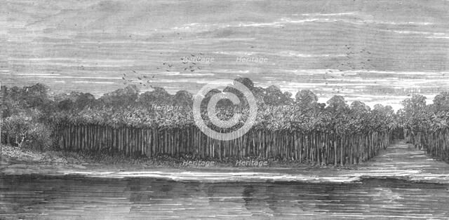 'A Palm Grove in the Tierra Caliente; An Ascent of the Cofre de Perote, Mexico', 1875. Creator: Unknown.