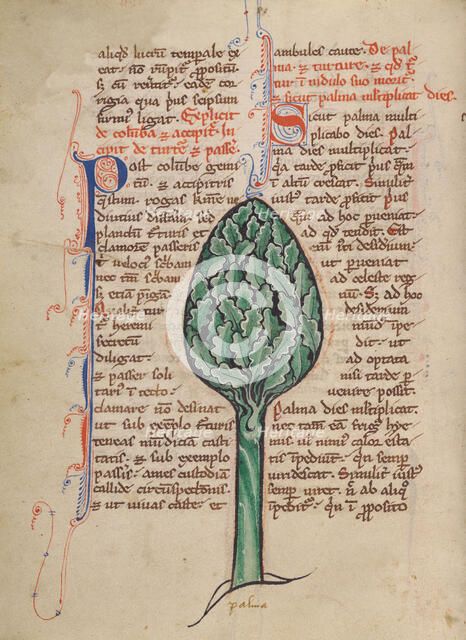 A Palm Tree; Bestiary, about 1270. Creator: Unknown.
