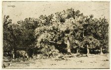 A Part of the Forest of Fontainebleau, 1849. Creator: Charles Emile Jacque