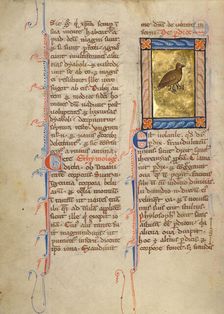 A Partridge; Bestiary, about 1270. Creator: Unknown