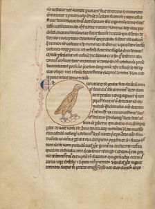 A Partridge; Northumberland Bestiary, about 1250-1260. Creator: Unknown