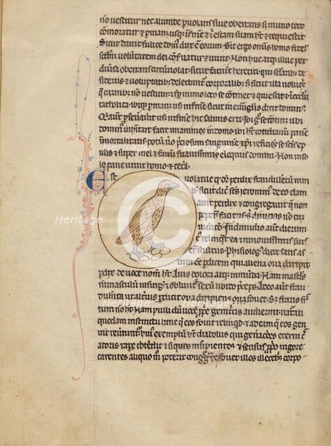 A Partridge; Northumberland Bestiary, about 1250-1260. Creator: Unknown.