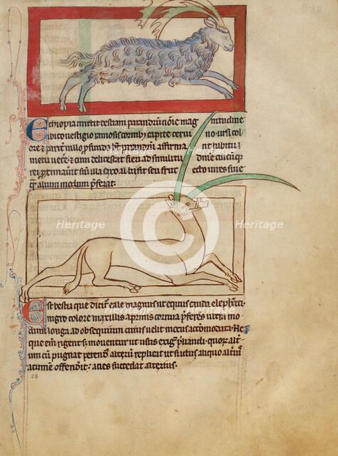 A Parandrus; An Eale; Northumberland Bestiary, about 1250-1260. Creator: Unknown.