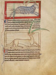 A Parandrus; An Eale; Northumberland Bestiary, about 1250-1260. Creator: Unknown