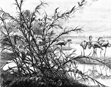 A Parliament of Birds on the Lake Menaleh 1880. Artist: Wilhelm Gentz