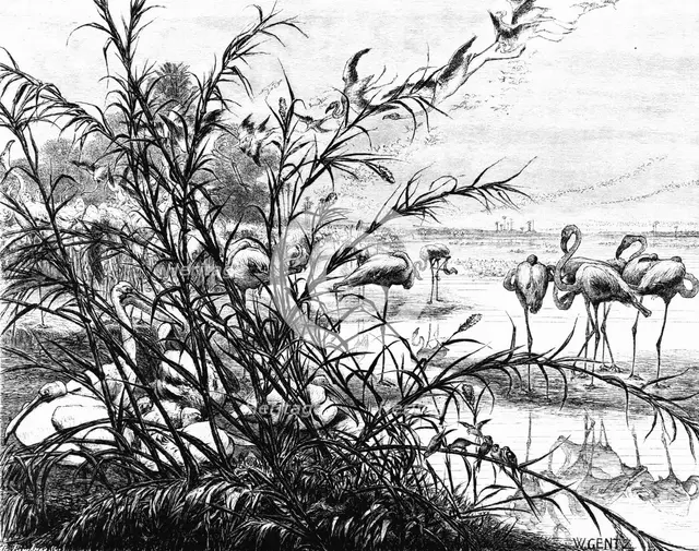 'A Parliament of Birds on the Lake Menaleh', 1880. Artist: Wilhelm Gentz