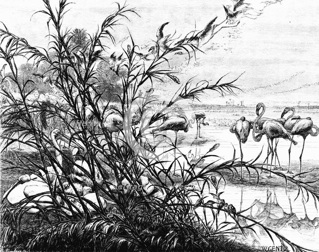 'A Parliament of Birds on the Lake Menaleh', 1880. Artist: Wilhelm Gentz