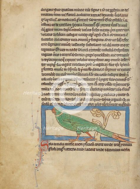 A Parrot; Northumberland Bestiary, about 1250-1260. Creator: Unknown.