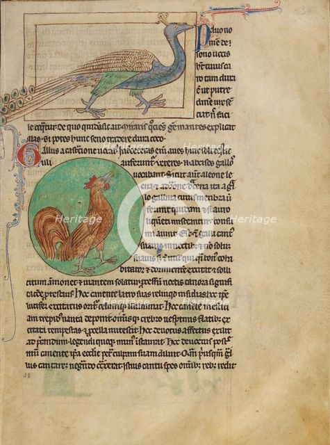 A Peacock; A Rooster; Northumberland Bestiary, about 1250-1260. Creator: Unknown.