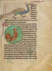 A Peacock; A Rooster; Northumberland Bestiary, about 1250-1260. Creator: Unknown