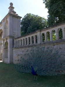 A peacock at Kirby Hall, Northamptonshire, 1998. Artist: N Corrie