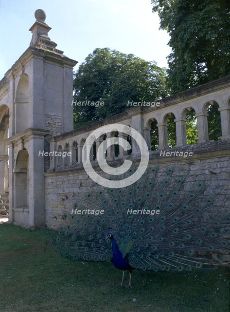 A peacock at Kirby Hall, Northamptonshire, 1998. Artist: N Corrie