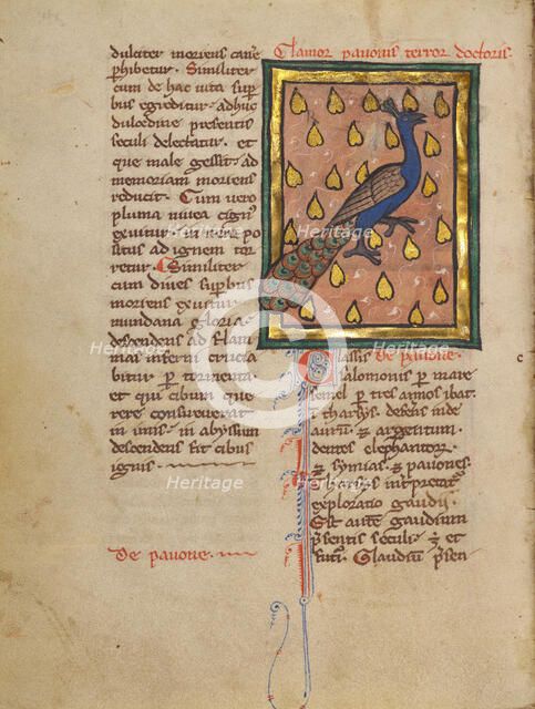 A Peacock; Bestiary, about 1270. Creator: Unknown.