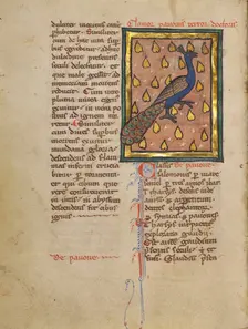 A Peacock; Bestiary, about 1270. Creator: Unknown