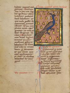 A Peacock; Bestiary, about 1270. Creator: Unknown