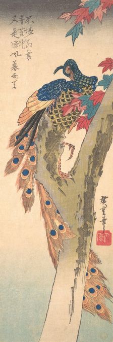 A Peacock Perched on a Maple Tree, ca. 1833., ca. 1833. Creator: Ando Hiroshige