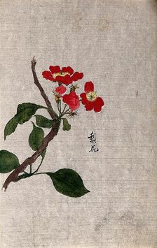 A pear (Pyrus species): flowering branch. Creator: Unknown