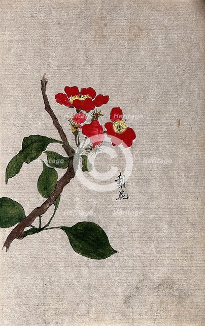 A pear (Pyrus species): flowering branch. Creator: Unknown.