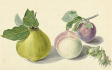 A pear, peach, plum and nuts, 1818-1853. Creator: Elisabeth Geertruida van de Kasteele