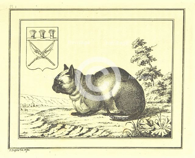 A peculiar species of the domestic Cat, 1793, (1812). Creator: Christian Gottfried Heinrich Geissler.