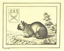 A peculiar species of the domestic Cat, 1793, (1812). Creator: Christian Gottfried Heinrich Geissler