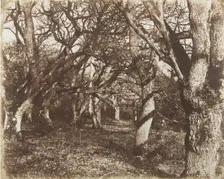 A Peep in Leigh Woods, 1853-56. Creator: James Knight