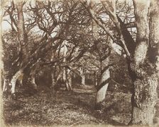 A Peep in Leigh Woods, 1853-56. Creator: James Knight