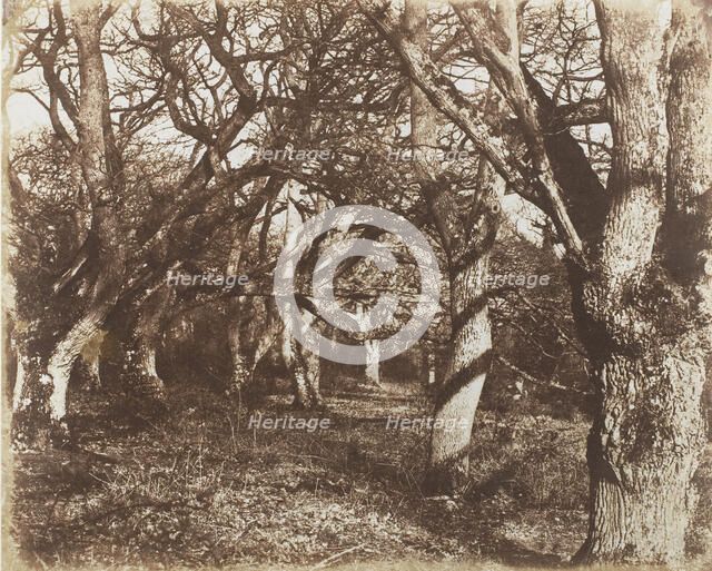 A Peep in Leigh Woods, 1853-56. Creator: James Knight.