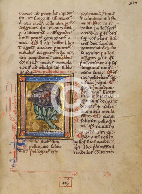 A Pelican Feeding her Young; Bestiary, about 1270. Creator: Unknown.