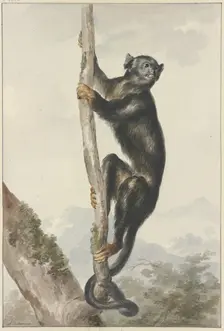 A Peruvian Spider Monkey (Ateles chamek), 1759. Creator: Aert Schouman