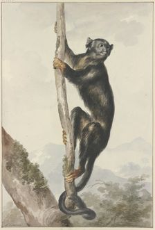 A Peruvian Spider Monkey (Ateles chamek), 1759. Creator: Aert Schouman