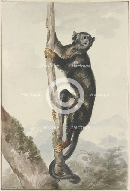 A Peruvian Spider Monkey (Ateles chamek), 1759. Creator: Aert Schouman.