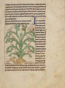 A Peridexion; Northumberland Bestiary, about 1250-1260. Creator: Unknown