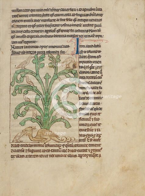 A Peridexion; Northumberland Bestiary, about 1250-1260. Creator: Unknown.