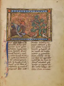 A Peridexion Tree; Bestiary, about 1270. Creator: Unknown
