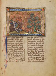 A Peridexion Tree; Bestiary, about 1270. Creator: Unknown