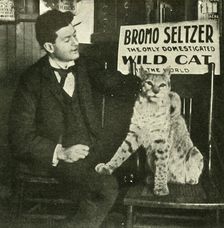 A Pet Wild Cat . Creator: Unknown