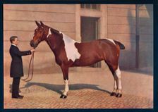 A photograph of a horse taken with a Zeiss Tessar lens c1908. Artist: Franz Kuhn