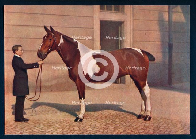 'A photograph of a horse taken with a Zeiss Tessar lens', c1908. Artist: Franz Kuhn.