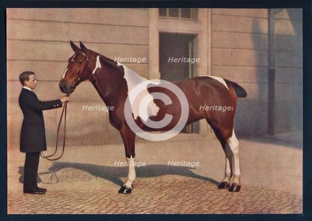'A photograph of a horse taken with a Zeiss Tessar lens', c1908. Artist: Franz Kuhn.