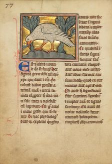 A Phoenix; De Natura Avium; De Pastoribus et Ovibus, 1277 or after. Creator: Unknown