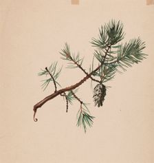 A pine branch, c1890s. Creator: Albert Edelfelt