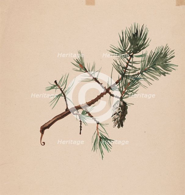 A pine branch, c1890s. Creator: Albert Edelfelt.