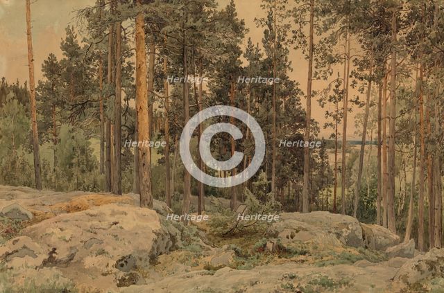 A pine tree near the lake shore, 1857. Creator: Werner Holmberg.