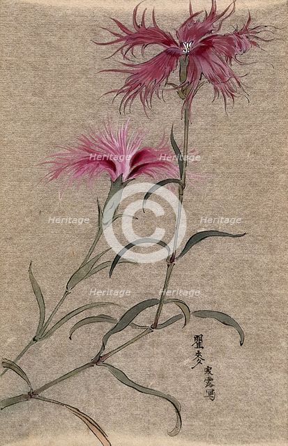 A pink (Dianthus species): flowering stem. Creator: Unknown.
