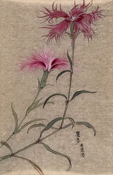 A pink (Dianthus species): flowering stem. Creator: Unknown