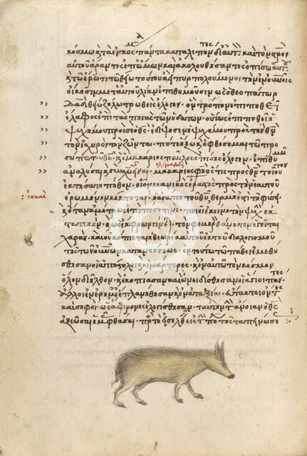 A Pig, 1510-1520. Creator: Unknown.