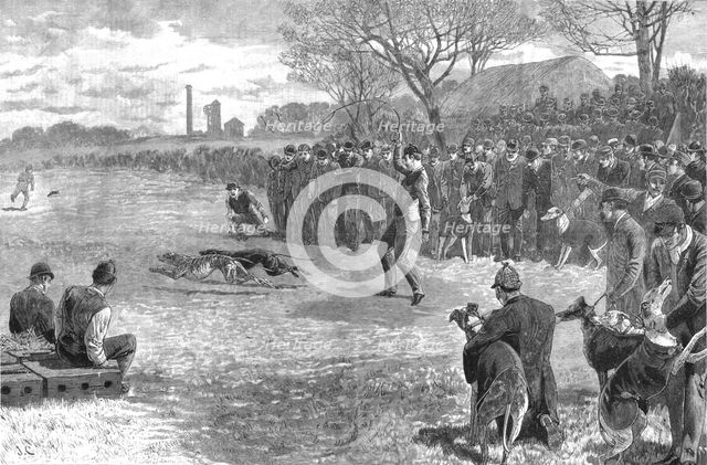 ''A Pitmans Holiday -- Rabbit Coursing with Greyhounds', 1890. Creator: Unknown.