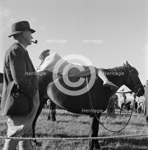 A pony on Exmoor, Somerset, c1946-c1959. Artist: John Gay